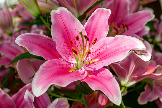 Lily 'Sorbonne' (lilium) a spring summer flowering bulbous plant with a pink springtime flower commonly known as oriental lily, stock photo image