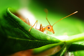 ant action wake up early to find food, Concept work business