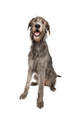 Irish wolfhound isolated on white