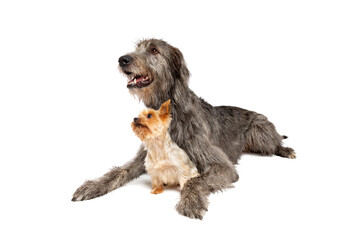 Irish Wolfhound and Yorkshire terrier