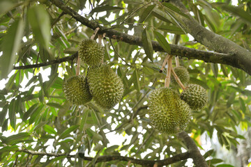 Closeup, Durian fruit on the tree in the durian garden