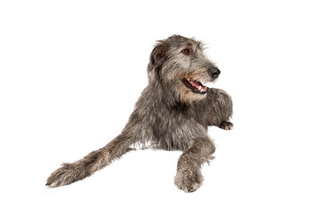Irish wolfhound isolated on white