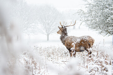 Richmond Park, Snowy Deer 