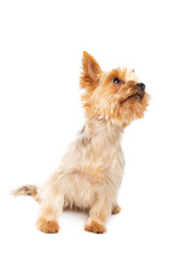 Yorkshire terrier dog isolated on white - 408243283