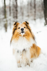 Portrait of gold dog sitting in a snowy forest in the snow, sheltie, collie