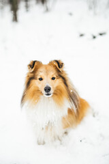 Obraz na płótnie Canvas Portrait of beautiful gold dog sitting in a snowy forest in the snow, sheltie, collie