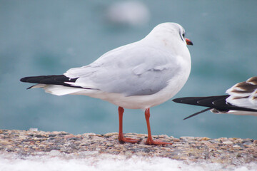 seagull and cold. Snowstorm on Primorsky Boulevard. Snow by the sea.