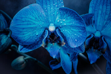blue orchid close up