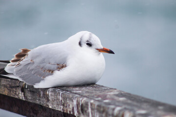 seagull and cold. Snowstorm on Primorsky Boulevard. Snow by the sea.