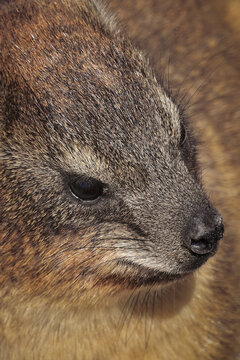 Rock Hyrax (Procavia capensis) or dassie rat African rodent, South Africa