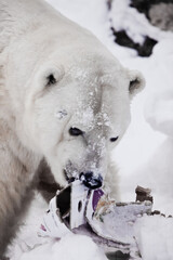 Polar bear holds garbage in its teeth - 408244272