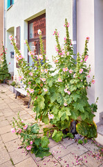 Alcea rosea (common hollyhock) in the entrance area on a house wall on the street of a city as a garden decoration.