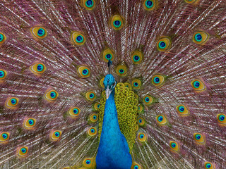 peacock with feathers out