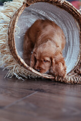 portrait of a dog