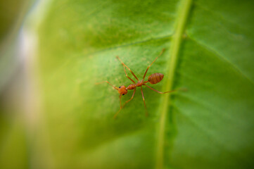 Red-orange ant on a green leaf.