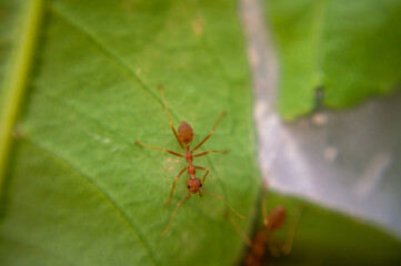 Red-orange ant on a green leaf.