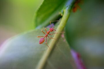 Red-orange ant on a green leaf.