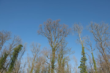 Obraz premium Winter Woodland Landscape of Ash (fraxinus excelsior) and Oak Trees (Quercus Robur) with a Bright Blue Sky Background in a Forest in Rural Devon, England, UK 
