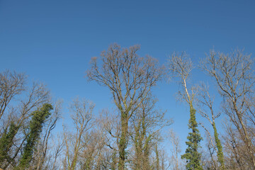 Winter Woodland Landscape of Ash (fraxinus excelsior) and Oak Trees (Quercus Robur) with a Bright Blue Sky Background in a Forest in Rural Devon, England, UK 