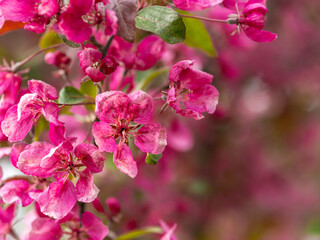 Dark pink flowers of a crab apple tree, Malus purpurea, closeup with selective focus and copy space