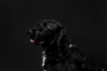 Portrait of a cute looking black atbyhoun dog looking to the left, shot on a black background. Adult dog with a shiny coat, horizontal studio shot