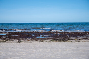 Fototapeta premium algen und seegras leigen am strand der ostsee mit blauem himmel und wasser