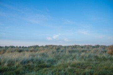 dünengras vor blauem himmel an der ostseeküste