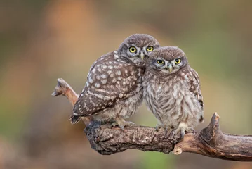 Poster Two little owl Athene noctua on a beautiful background © Tatiana