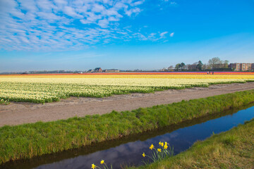 Fototapeta premium Bright spring floral background.