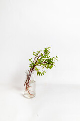 plant mint leaves in a glass vase isolated in white background