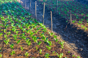 Toxic vegetable plots Take care of nature For good health for consumers