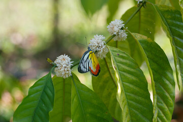 Beautiful white flowering coffee tree Bees come to eat nectar from the pollen of coffee flowers.
