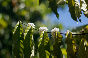 Beautiful white flowering coffee tree Suitable for making tea, coffee flower