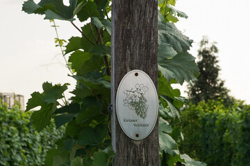 Vine plants with a 