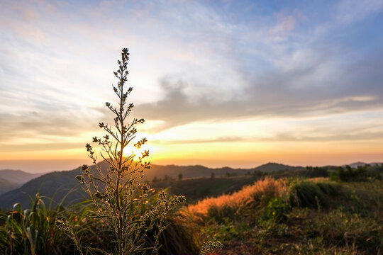 Flowers in nature at the time of beautiful sunrise and sunset are the perfect natural beauty. © Takorn