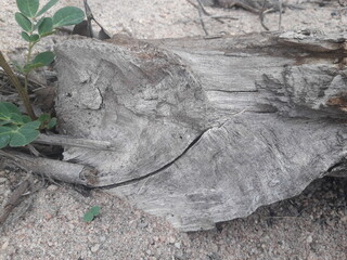 A tree trunk cut on the road
