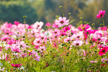 A beautiful pink cosmos field that blooms in the morning sunlight.