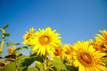 Colorful sunflowers blooming in the morning sunshine.