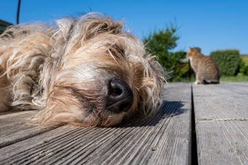Portrait de chien et chat au loin, Portrait of dog and cat in the distance