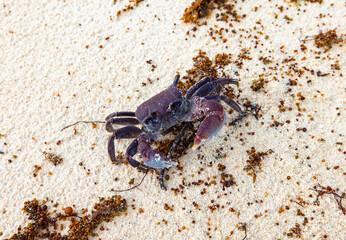Spider Crab (Neosarmatium meinerti) on private beach on Praslin Island, Seychelles.