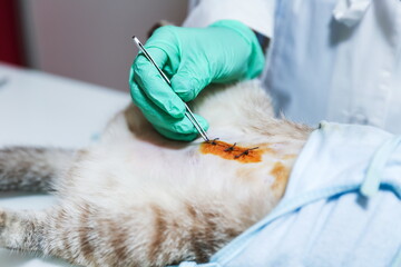 veterinarian examines the cat after surgery. veterinarian removes with tweezers the stitches of the cat after surgery