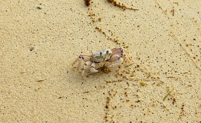 Ghost crab on beach in Pralsin Island, Seychelles