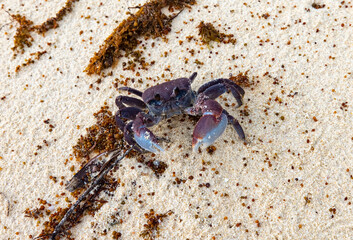 Spider Crab (Neosarmatium meinerti) on private beach on Praslin Island, Seychelles.