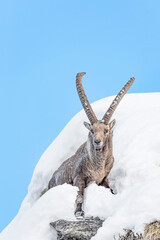 Dangerous passage for the Alpine ibex on the mountain peak (Capra ibex)