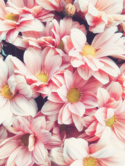 Obraz na płótnie Canvas Pink pastel chrysanthemum flower background with soft focus