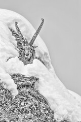 Obraz premium Black and white portrait of Alpine ibex wrapped by snow (Capra ibex)
