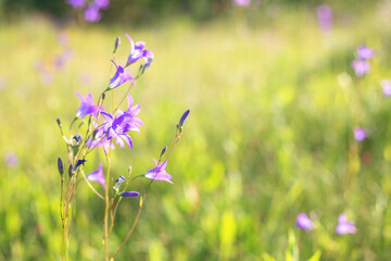 Floral background with bluebells flowers. Selective focus. Close-up - Image