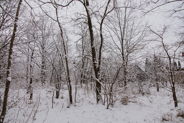 winter natural landscape with snow-covered trees in the forest and a narrow path