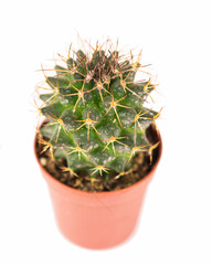 close up of small cactus houseplant in pot