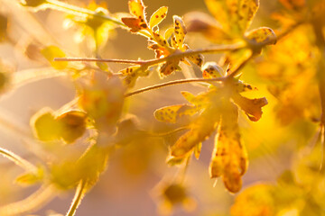 Macro shoot of yellow flowers